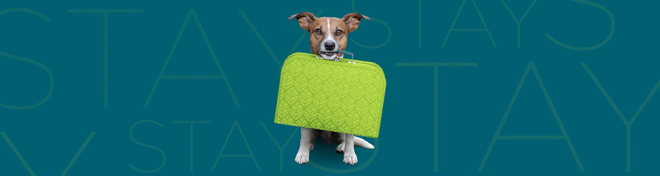pet-friendly-hotels